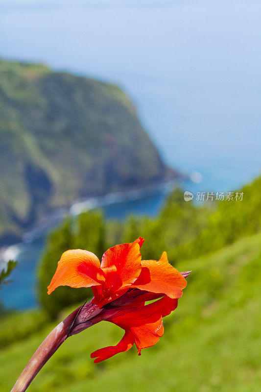 从蓬塔达马德鲁加达的观点，海景和地平线的景观前面的红百合。圣米格尔，亚速尔群岛，葡萄牙。