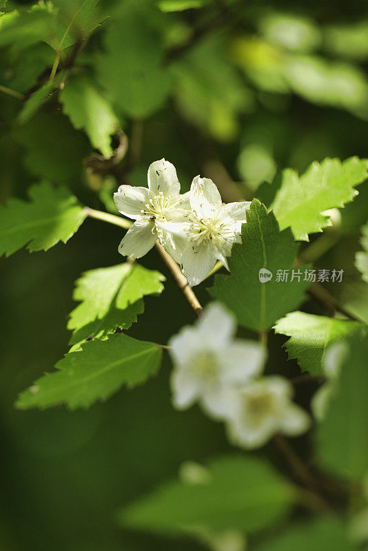 荷叶树或花边树皮树