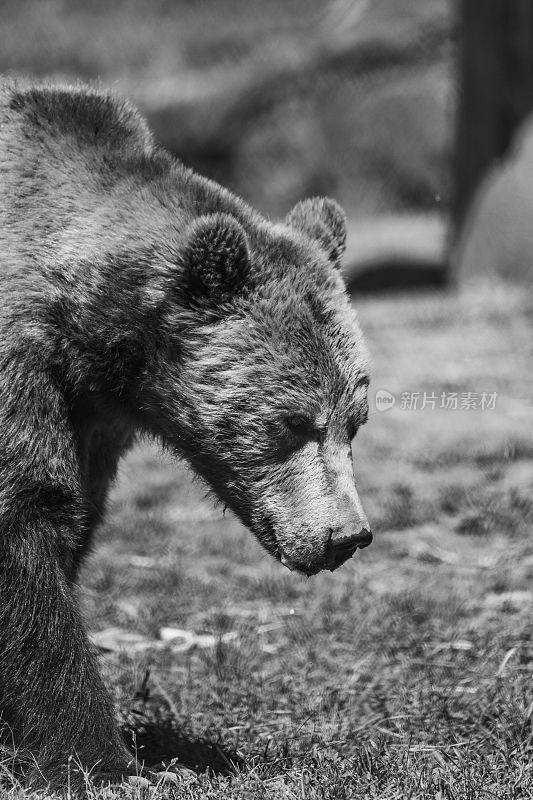 一只科迪亚克熊在黑白相间的草地上行走的特写