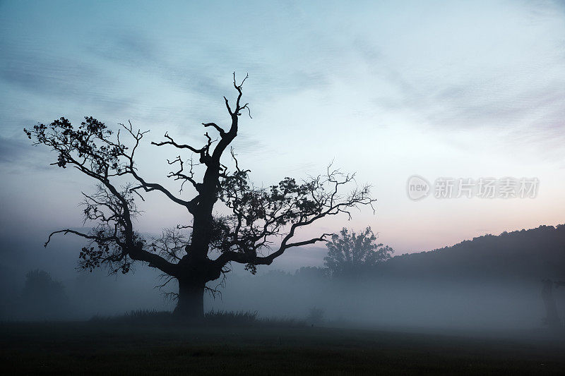 黑暗的风景在雾与老橡树