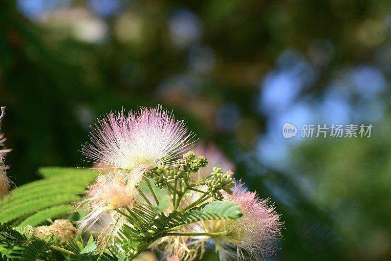 波斯丝绸树，泽西岛，英国