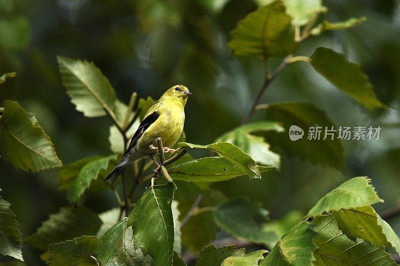 金翅雀栖息