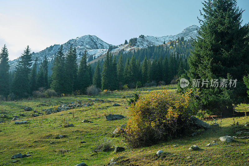 山被云杉林覆盖，背景是白雪皑皑的山峰