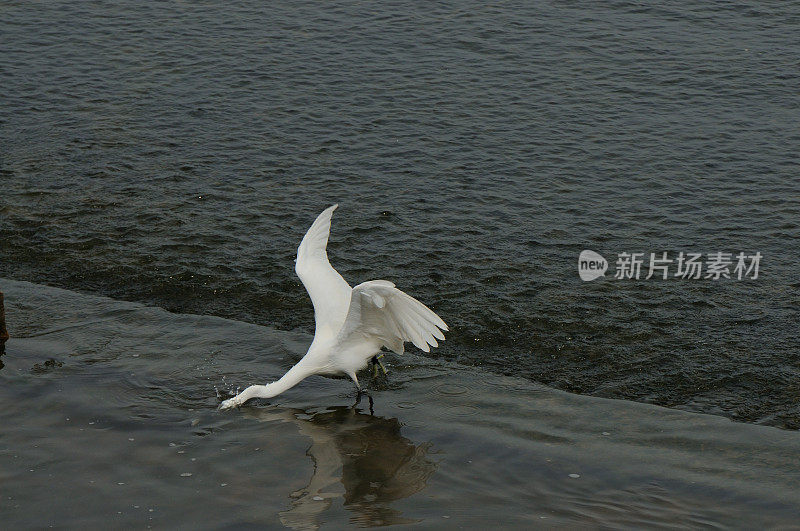 鸟类在山东省的一个湿地公园里进食