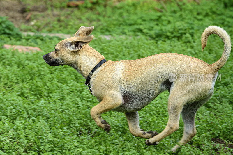 棕色的小狗在绿色的田野里玩耍