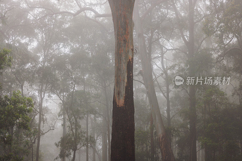 雨林的树冠笼罩在薄雾中