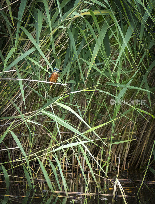 翠鸟在芦苇床上