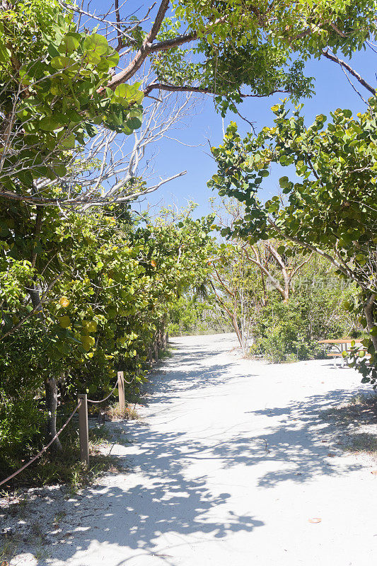 佛罗里达州沙滩上的白色沙滩和海滩植被