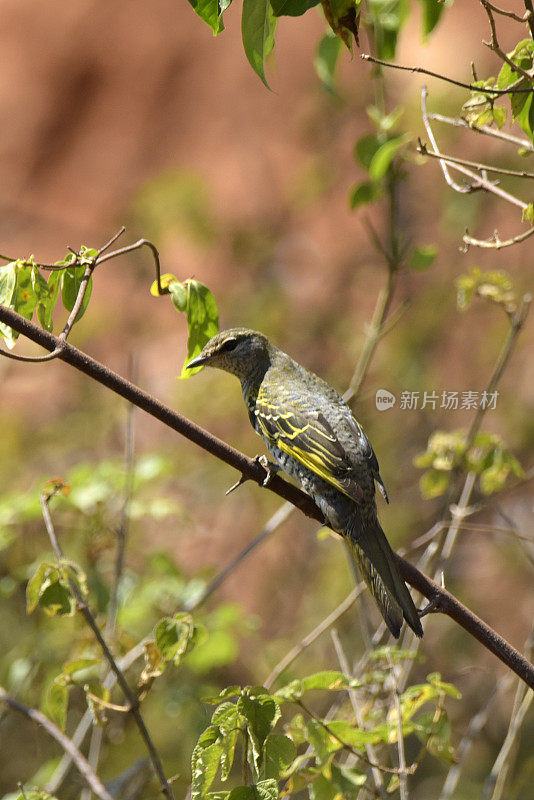 黑色Cuckooshrike