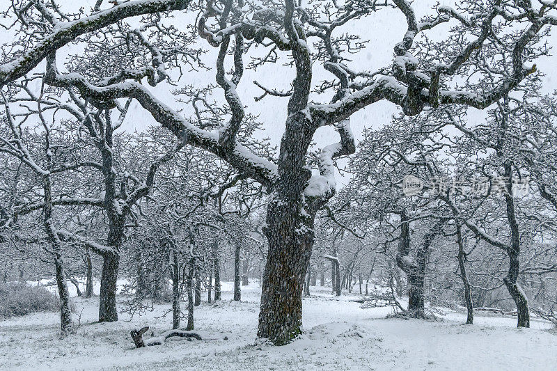 南温哥华岛下雪的冬日