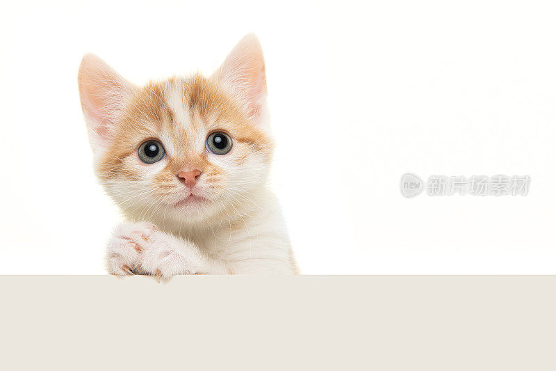 可爱的小猫，它的爪子折叠起来，像在祈祷或乞求，在白色的背景上，有空间复制