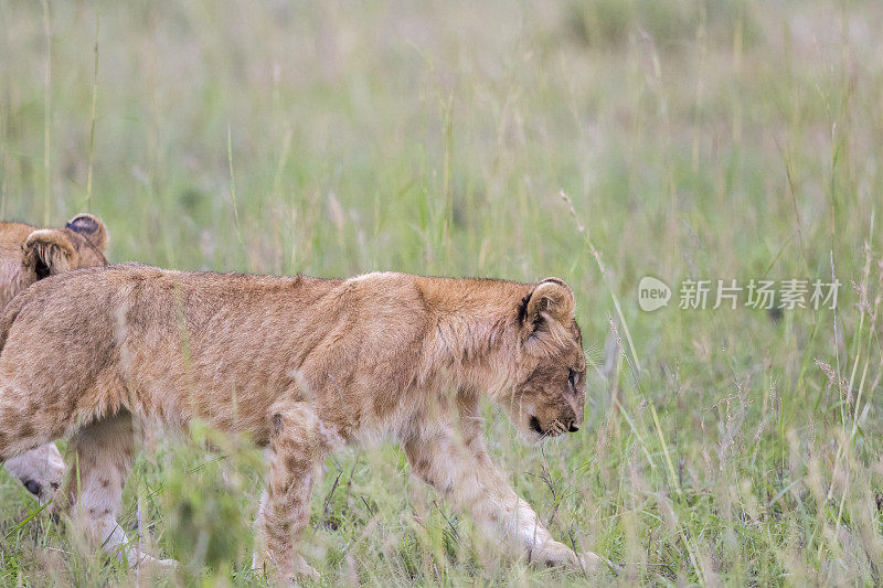 小狮子在稀树大草原的草地上散步