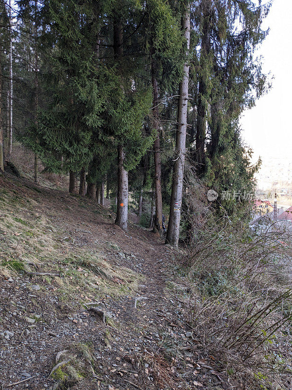 山径:针叶林中沿山坡的小路，中间有高大的云杉照片。