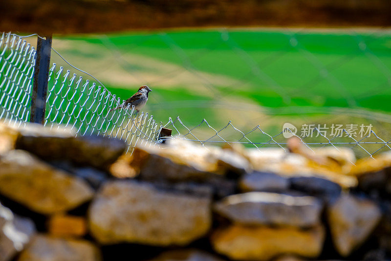 麻雀在花园墙上的电线上