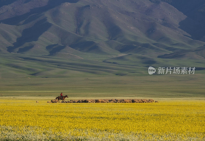 一个骑马的牧羊人在山边开花的大草原上放牧羊群