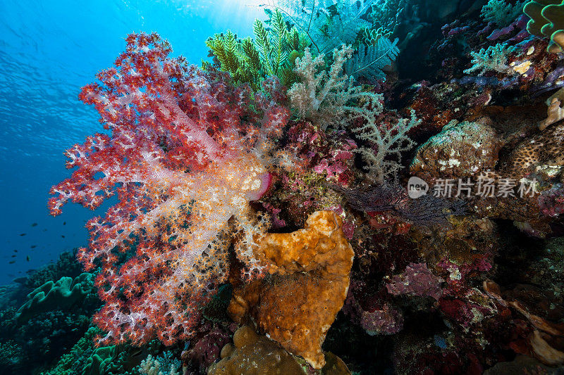 印度尼西亚班达海，丰富多彩的海洋生物和软珊瑚