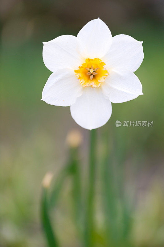 花园里的白色水仙花