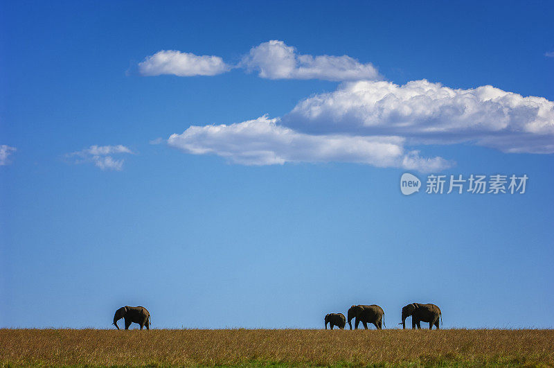 在云的背景下，野象在山脊上行走