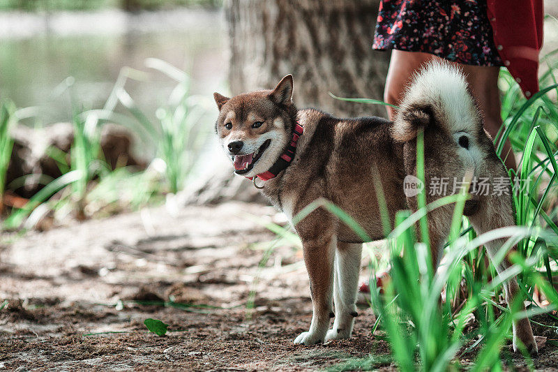 日本柴犬和主人在池塘边