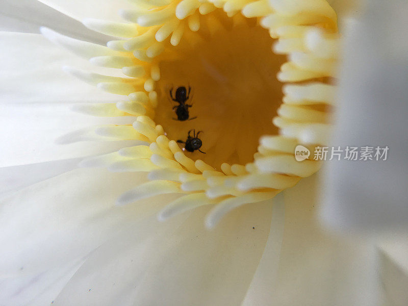 蜜蜂在美丽的白莲花