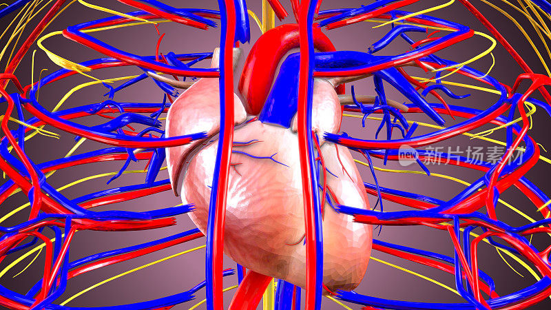 人体心脏和血管的三维示意图