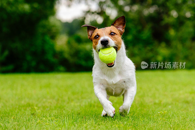 快乐的宠物狗在绿色的草地上玩球