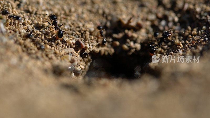 蚁丘入口处的微缩照片蚂蚁