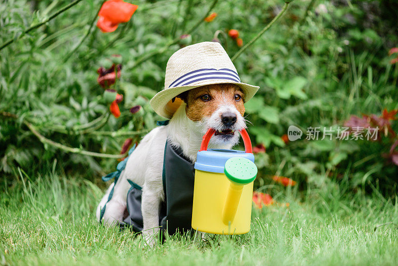 狗作为可爱的园丁戴着帽子和围裙和彩色喷壶