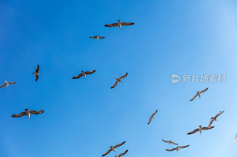 蓝天上的海鸥