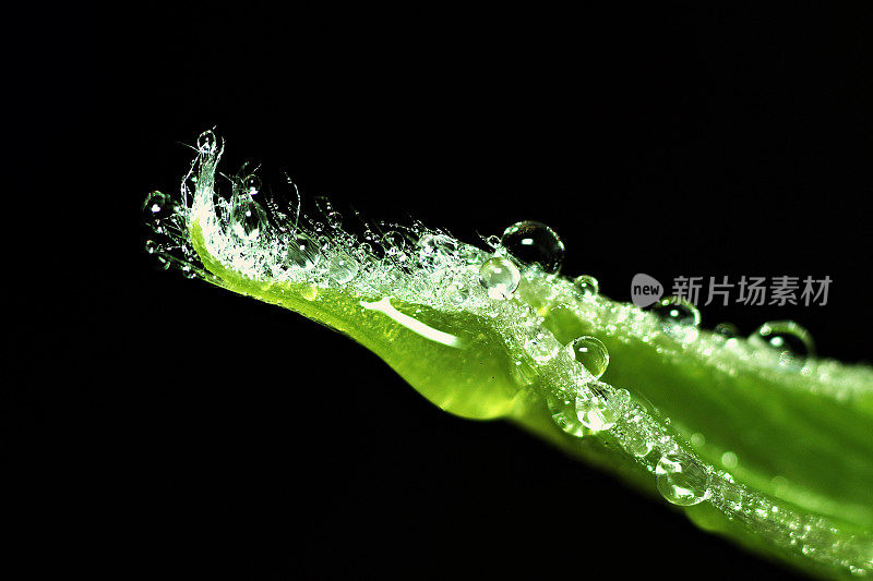 近距离观察Garjan绿叶顶端的雨滴(黑色背景)