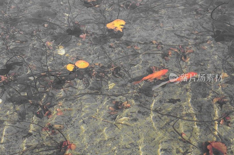 水中橙色金鱼