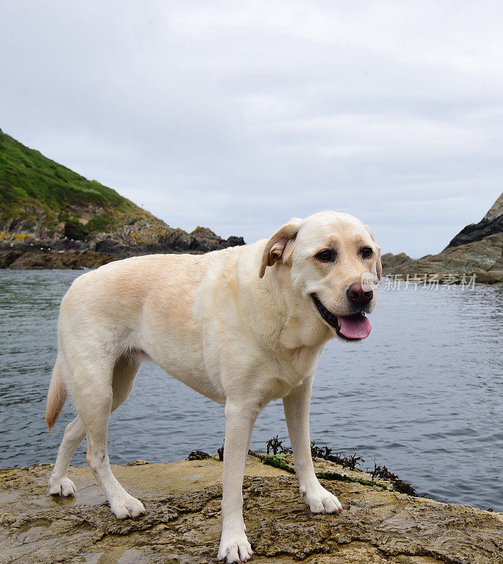 康沃尔的拉布拉多寻回犬