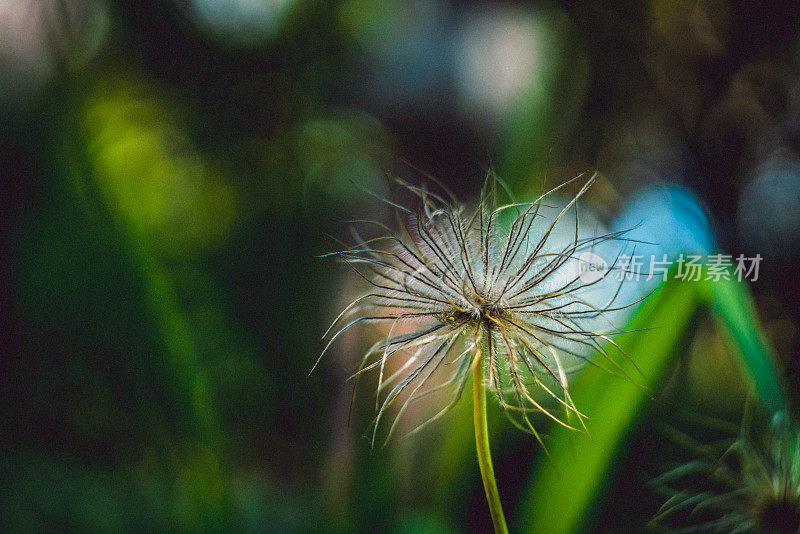 秋葵花的末端