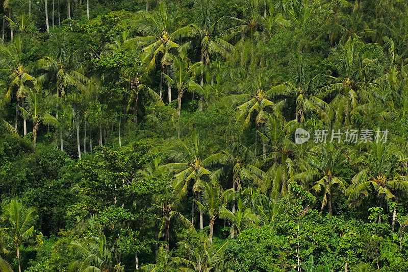 热带丛林背景