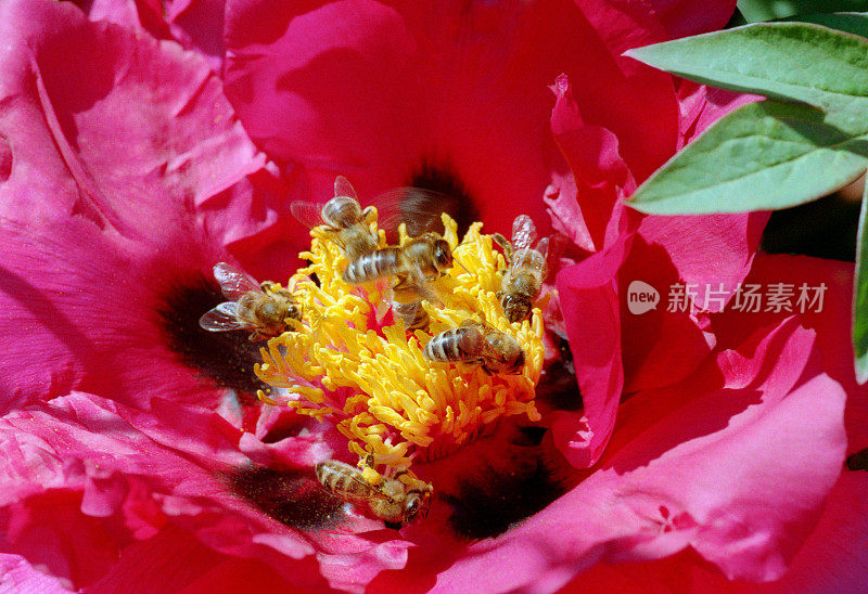 蜜蜂给牡丹授粉的微距照片。拍摄电影
