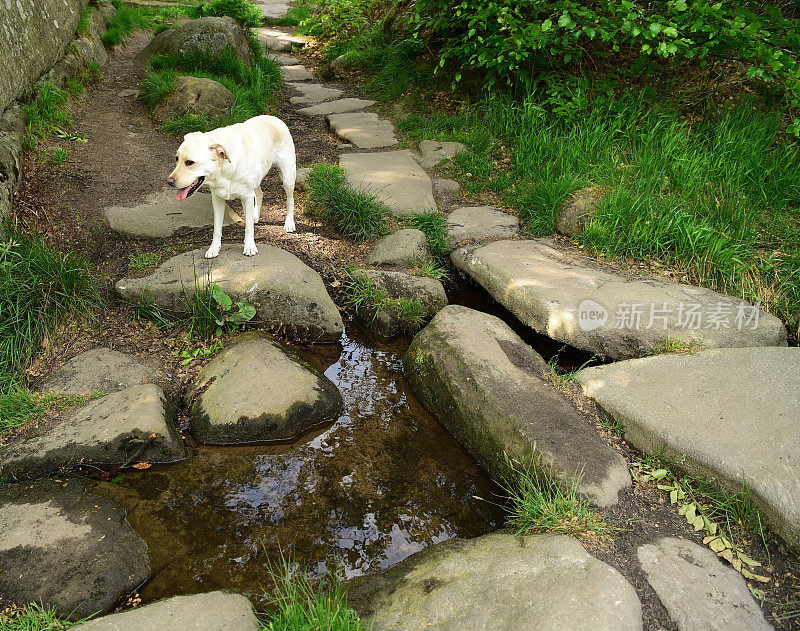 和一只拉布拉多寻回犬在皮克区徒步旅行