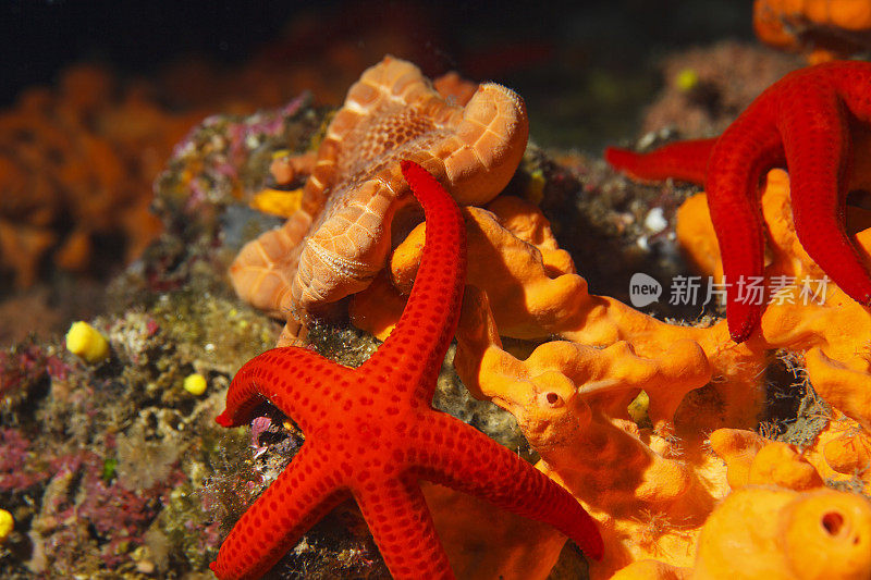 海星海洋生物水下海星水肺潜水员的观点