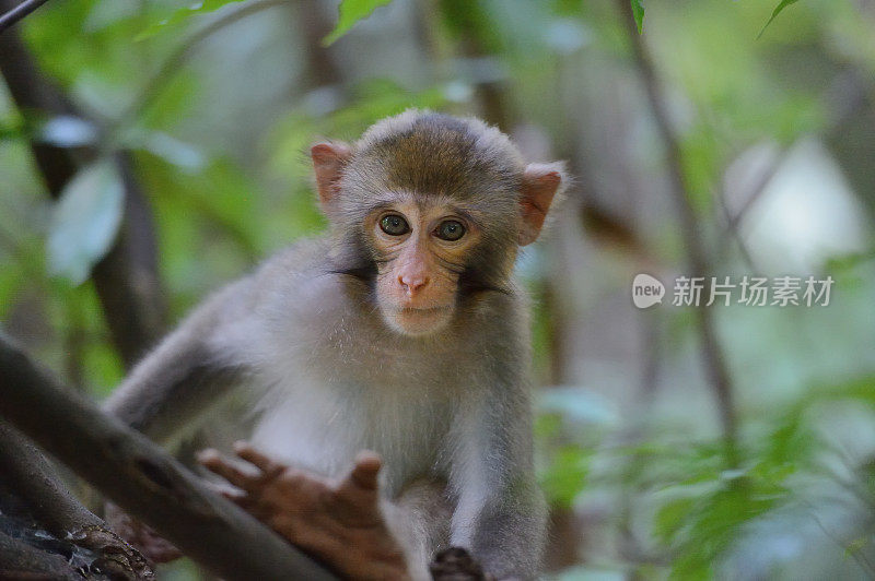 小猴子在树上