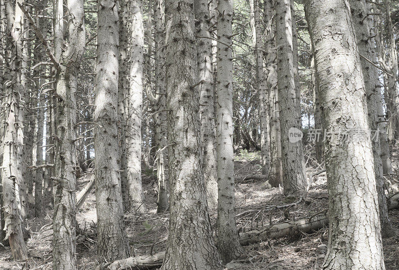 山毛榉林中的山毛榉树