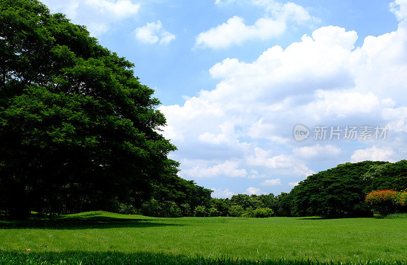 田野的绿色草坪和树木与Cloudscape