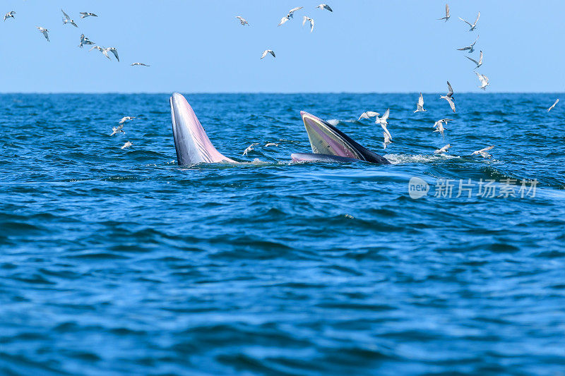 泰国湾的两只布莱德鲸，母鲸和幼鲸正在享用它们的午餐