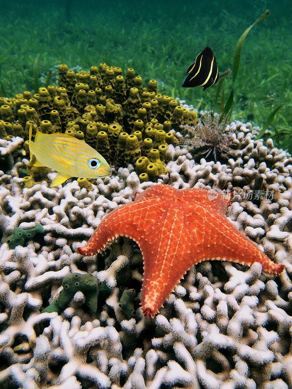 珊瑚虫上的海星