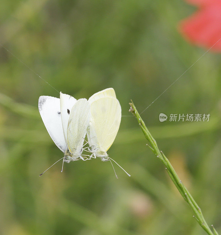科库拉的一种小白蝴蝶