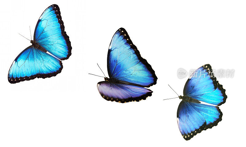 三只明亮的雄性蓝色大闪蝶孤立在白色背景上飞行。