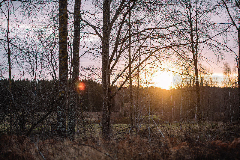 日出在冬天清晨的光秃秃的树林区乡间景象