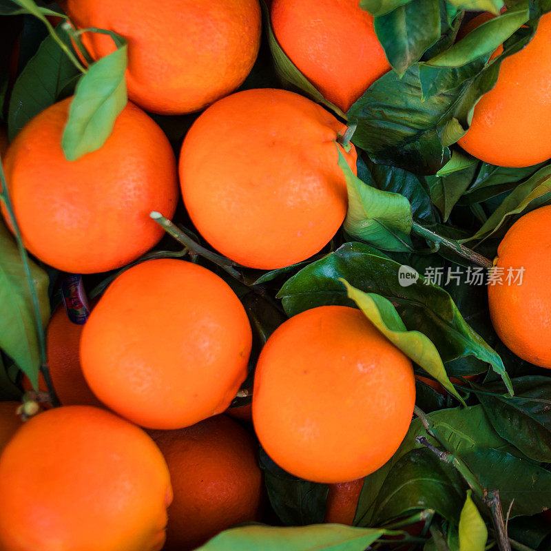 新鲜的橙子和绿色的叶子作为背景纹理。新鲜采摘的成熟橙子。柑橘类食物’