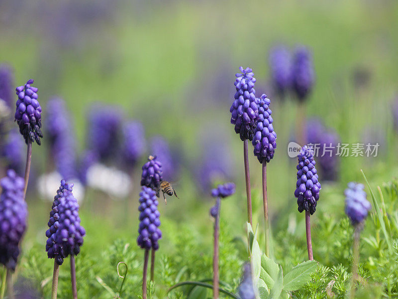 蜜蜂采摘葡萄风信子