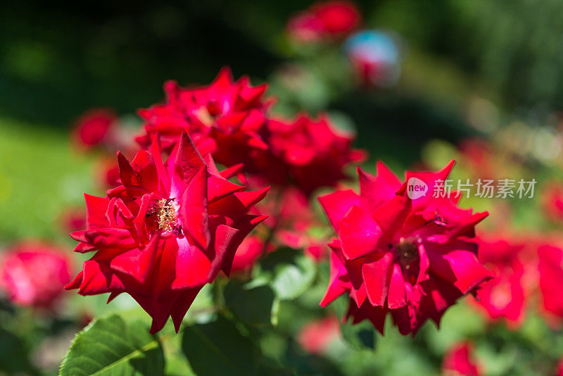 红玫瑰花在花园里