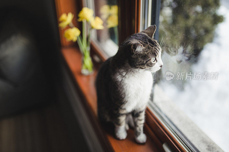 虎斑猫在窗台上看着窗外的水仙花