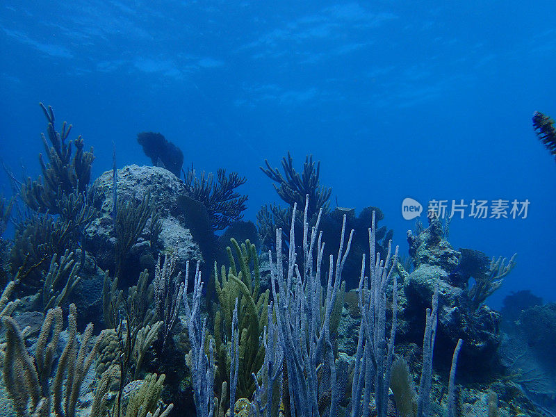 珊瑚礁的背景